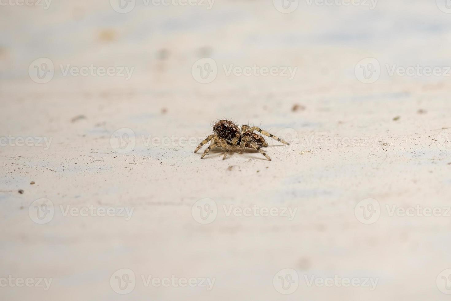 pequena aranha saltadora foto