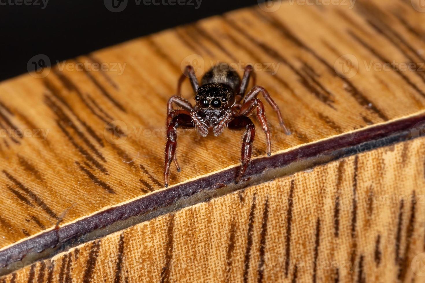 pequena aranha saltadora foto