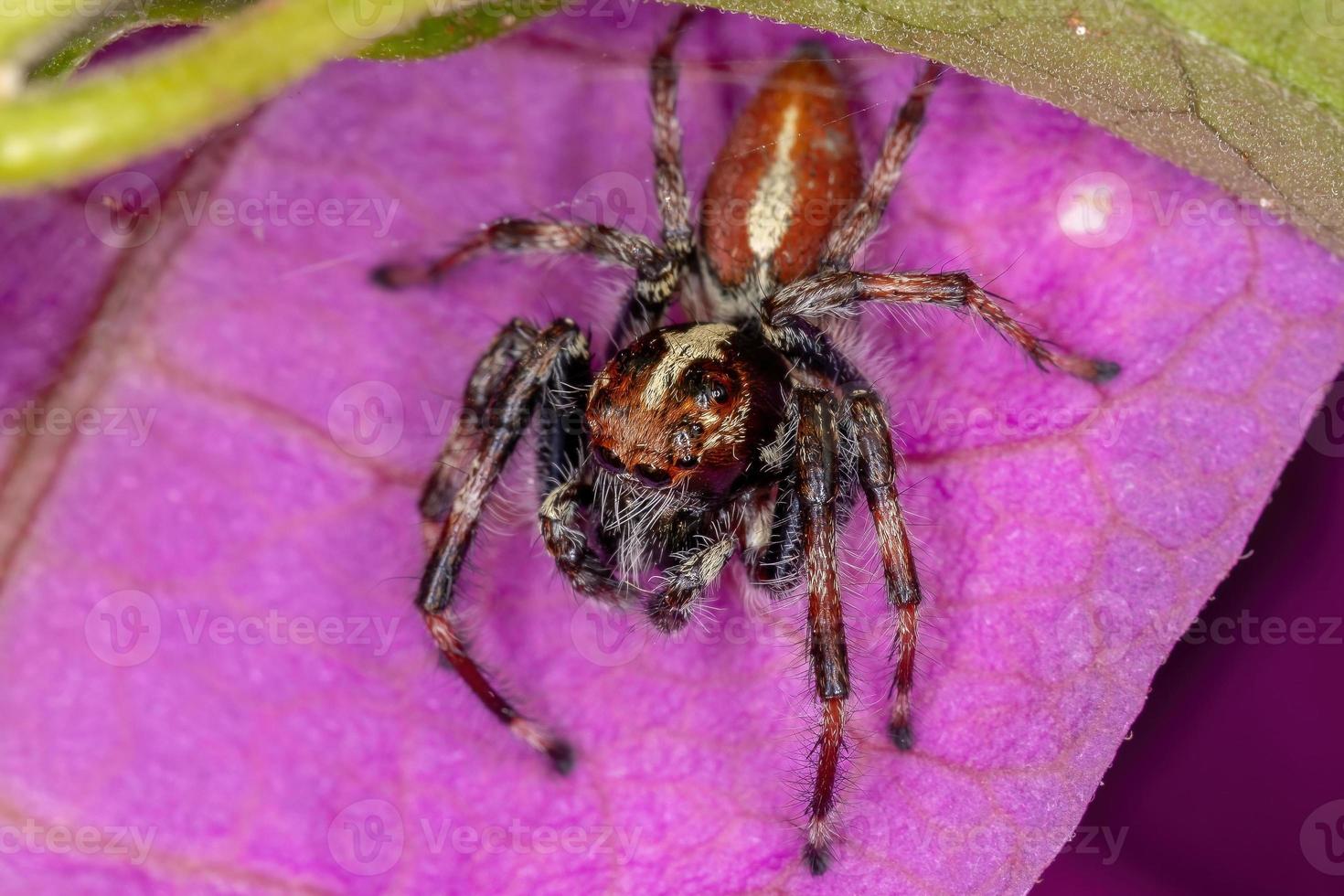 aranha saltadora macho adulto foto