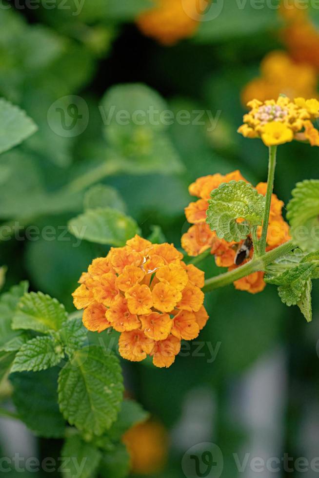 flor de lantana comum foto