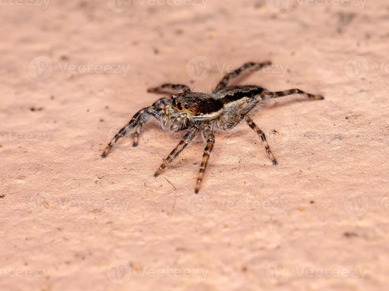 aranha saltadora de parede cinza foto