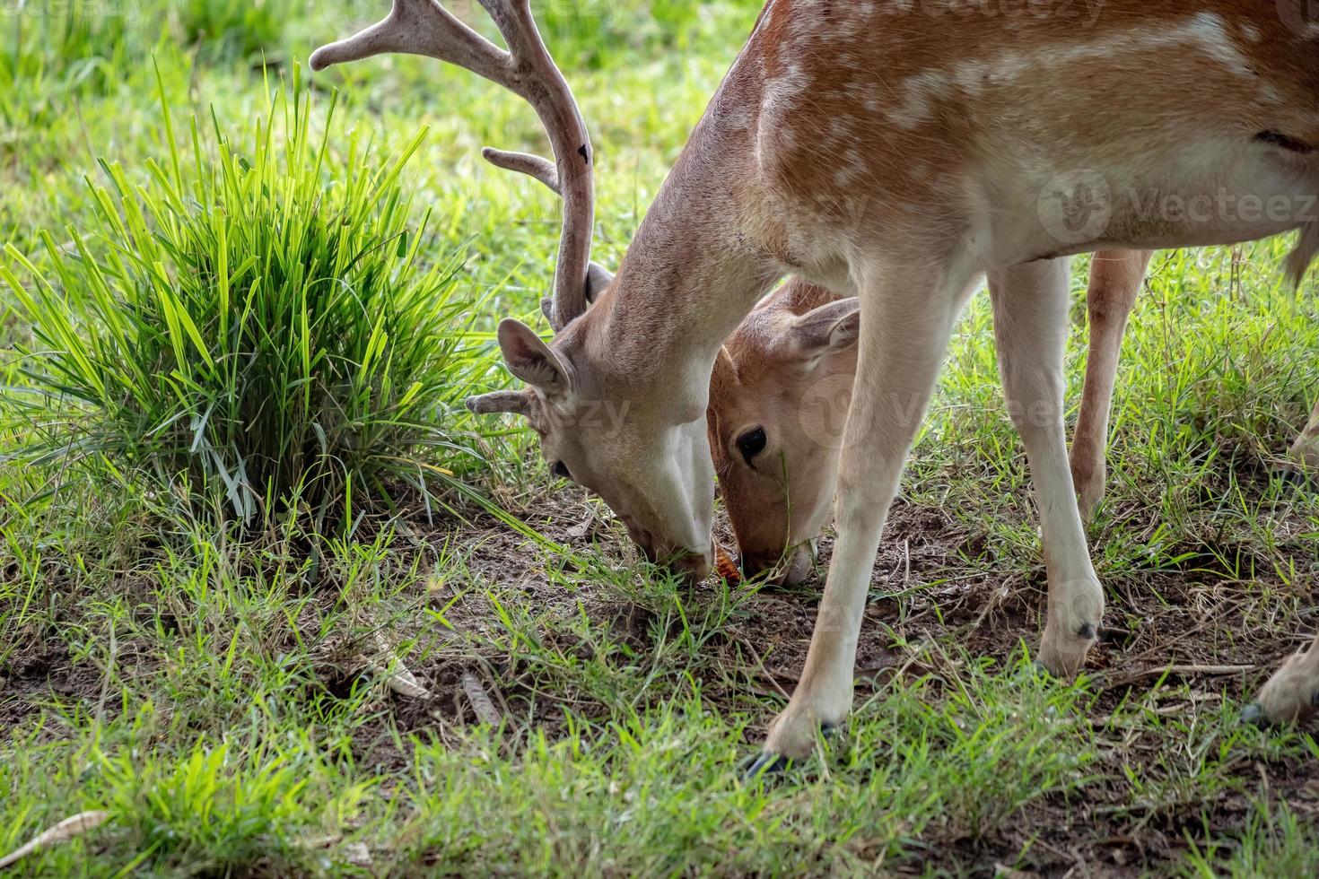 gamo europeu foto