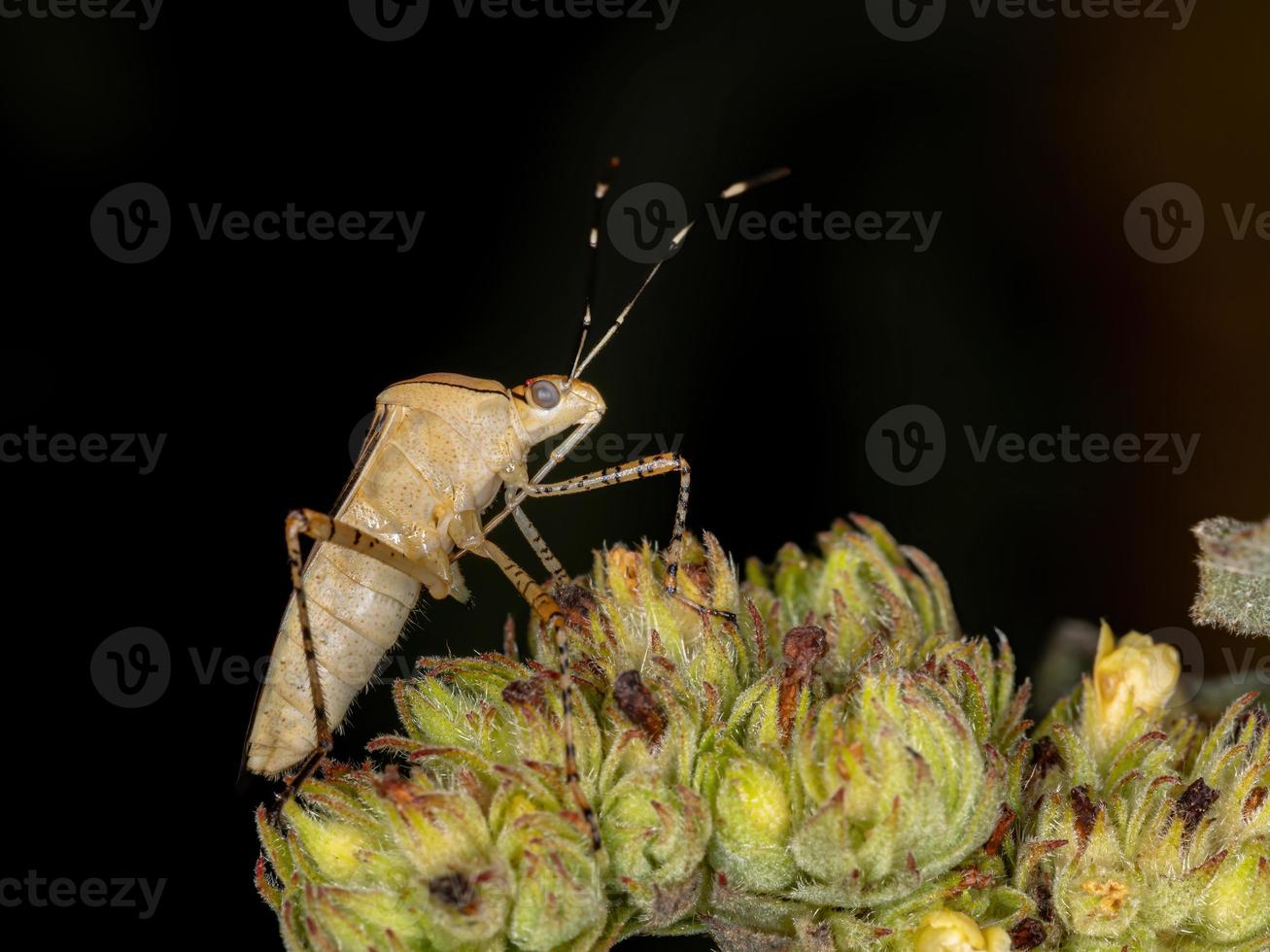 percevejo de folhas amarelas foto