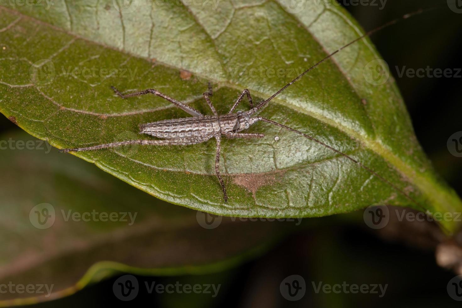 verdadeira ninfa katydid foto