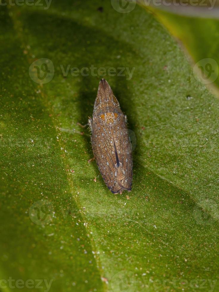 pequena cigarrinha típica foto