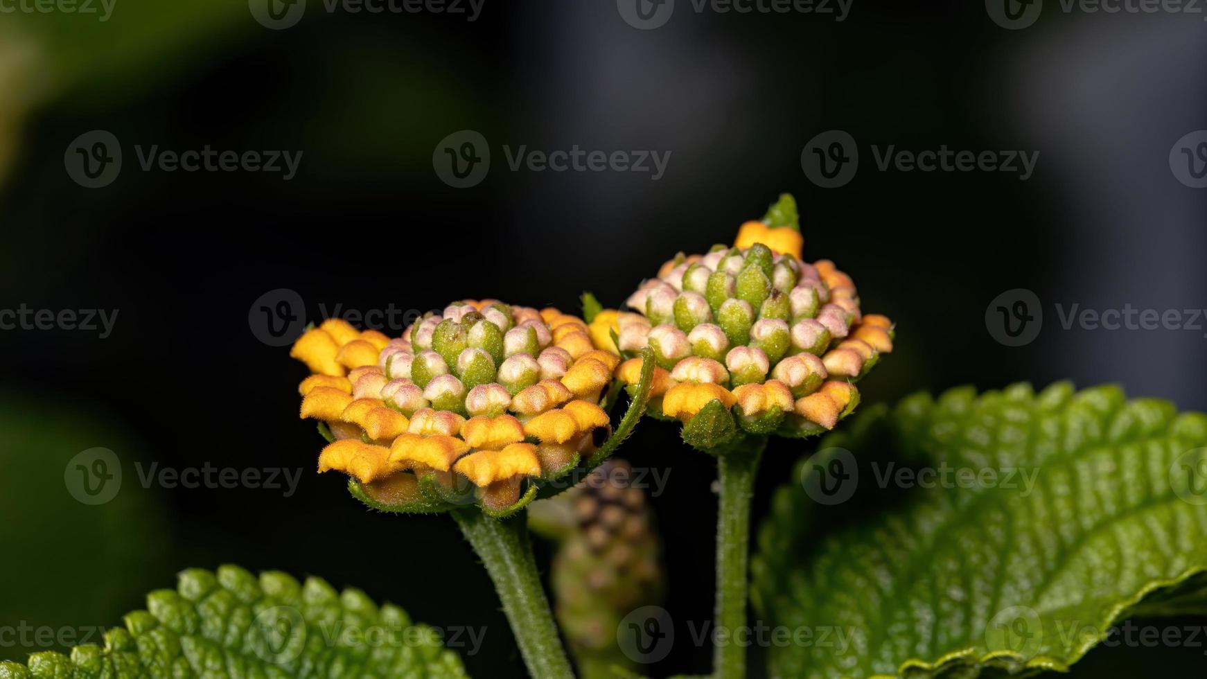 flor de lantana comum foto