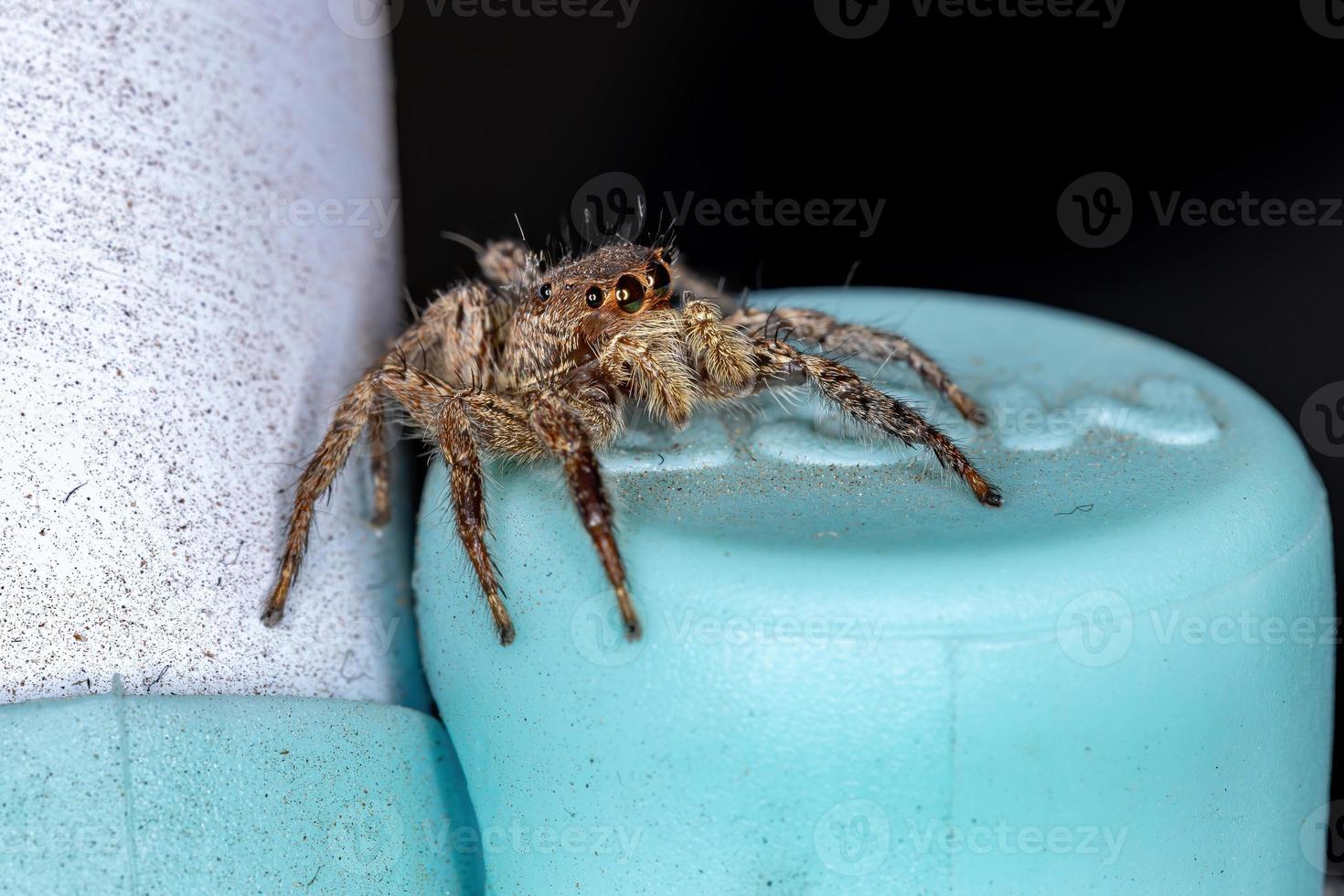 aranha saltadora pantropical foto