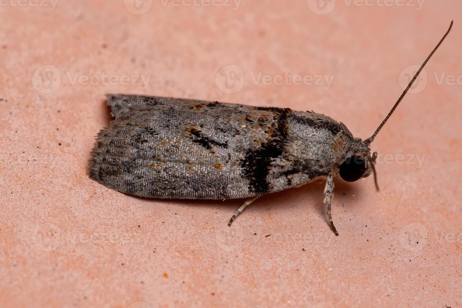 mariposa tufada brasileira foto