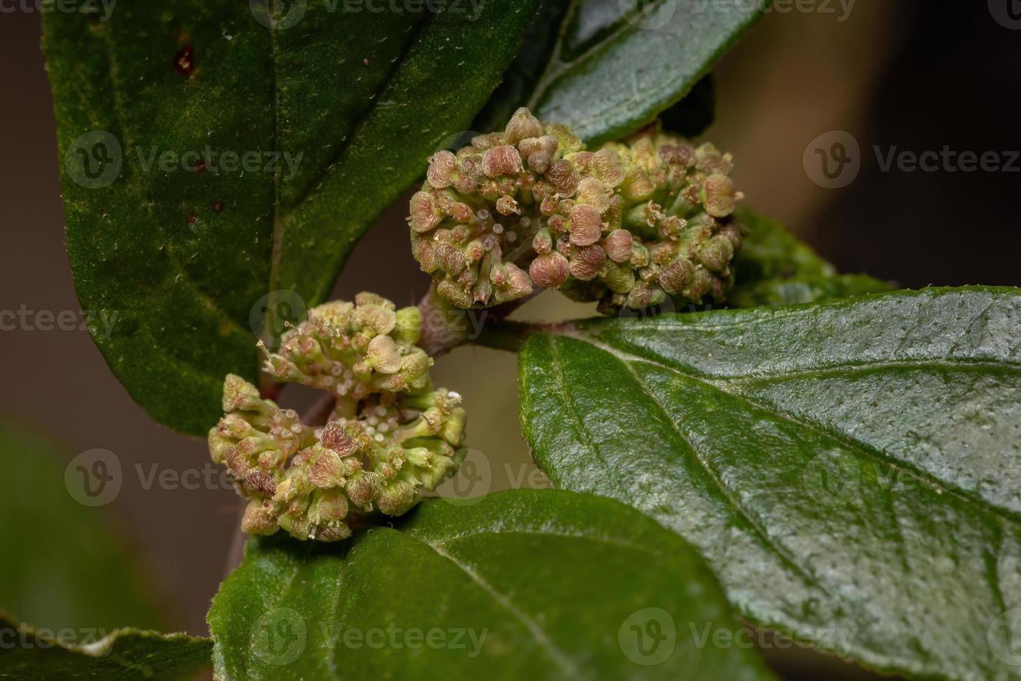 flor de uma planta de asma foto