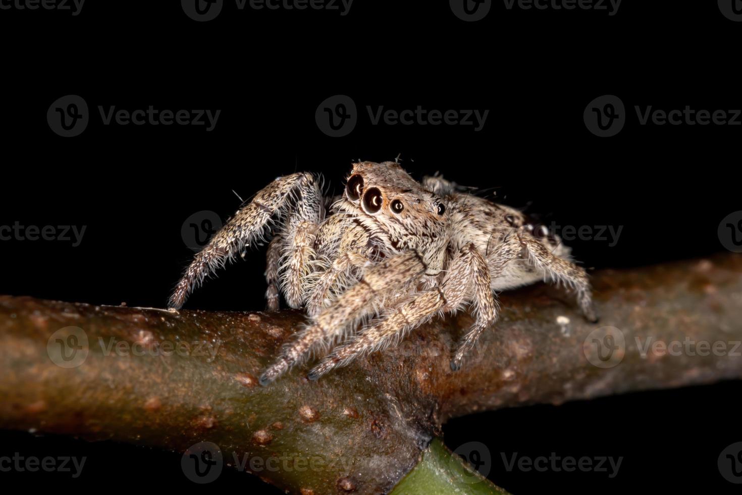 aranha saltadora masculina foto