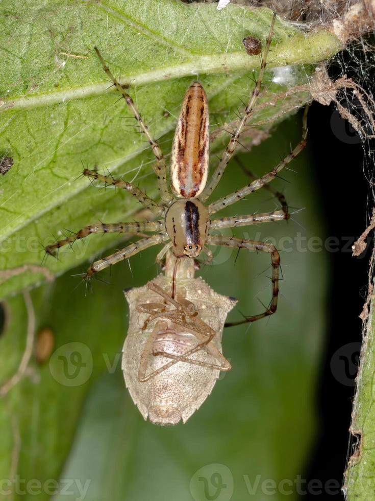 aranha lince adulta foto