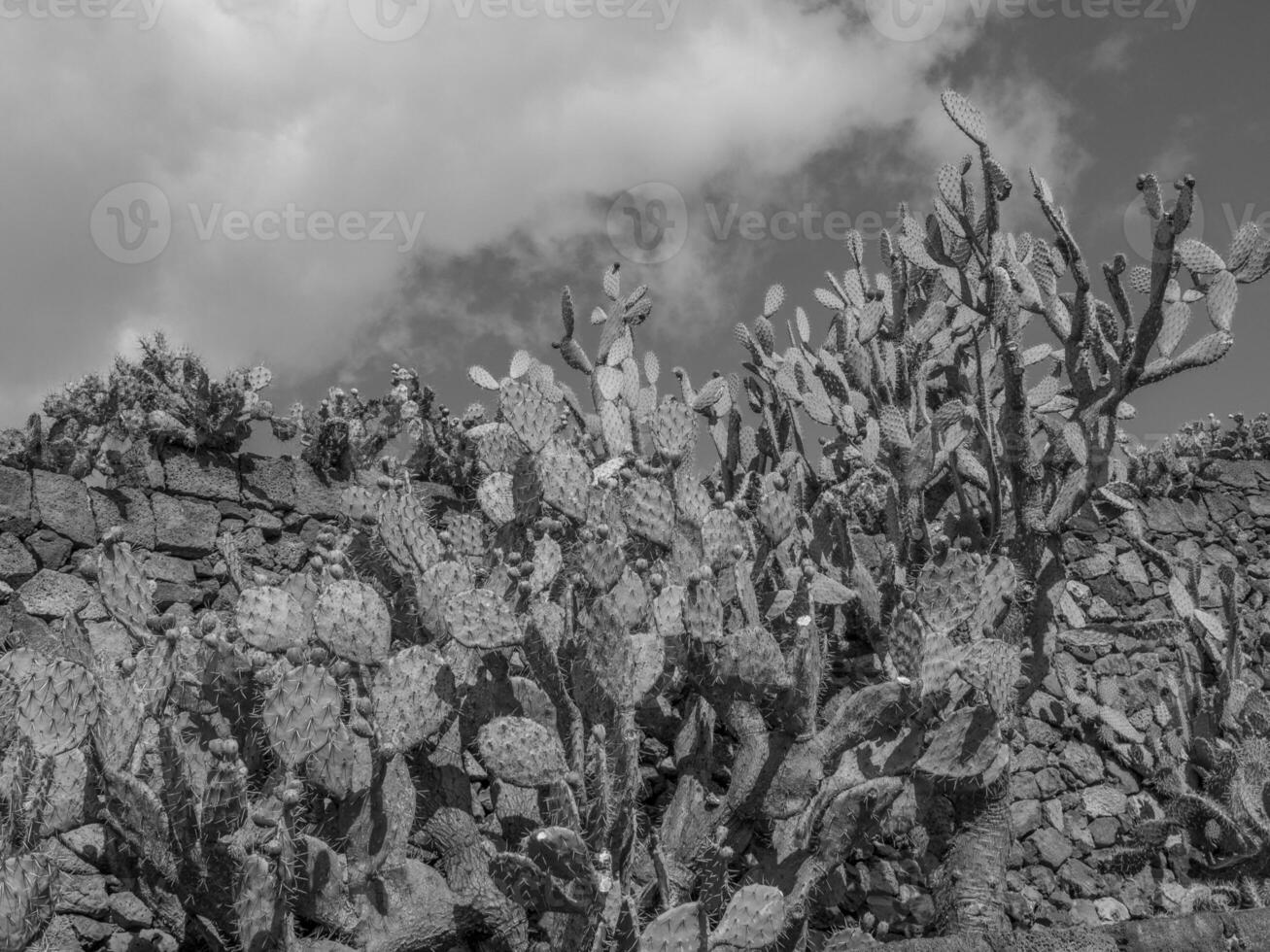 a ilha de lanzarote foto