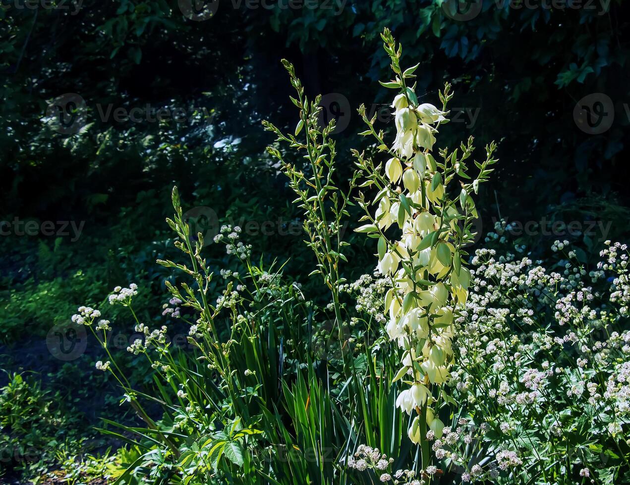 muitos delicado branco flores do mandioca plantar, comumente conhecido Como de adão agulha e fio foto