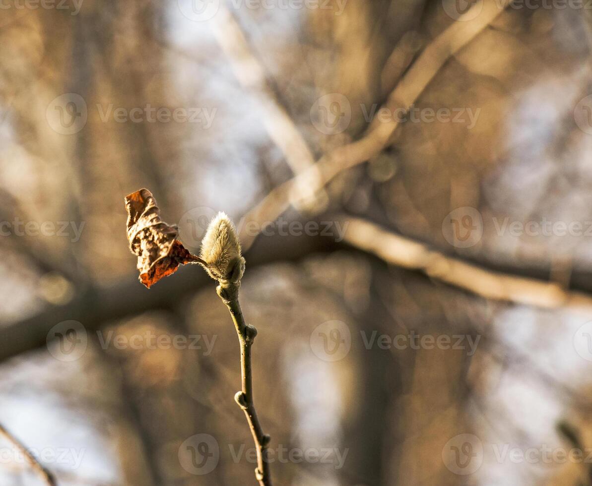 fofo magnólia brotos em a galhos. uma gênero do floração plantas dentro a família magnoliáceas. foto