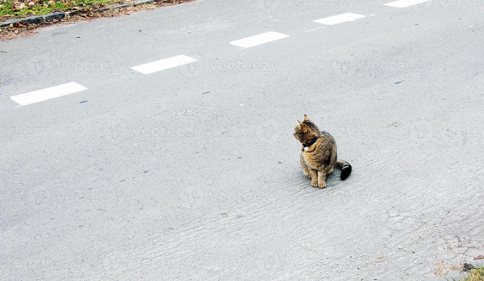 uma malhado gato dentro uma colarinho senta em a rua e parece para dentro a distância. foto