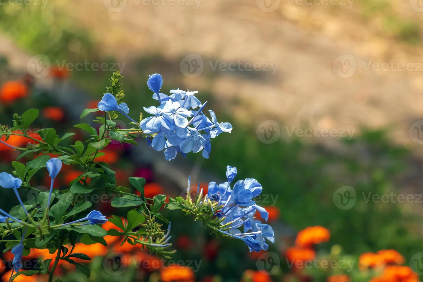 plumbago azul floração tropical plantar, capa erva-chumbo cinco pétalas flores dentro florescer, verde folhas foto