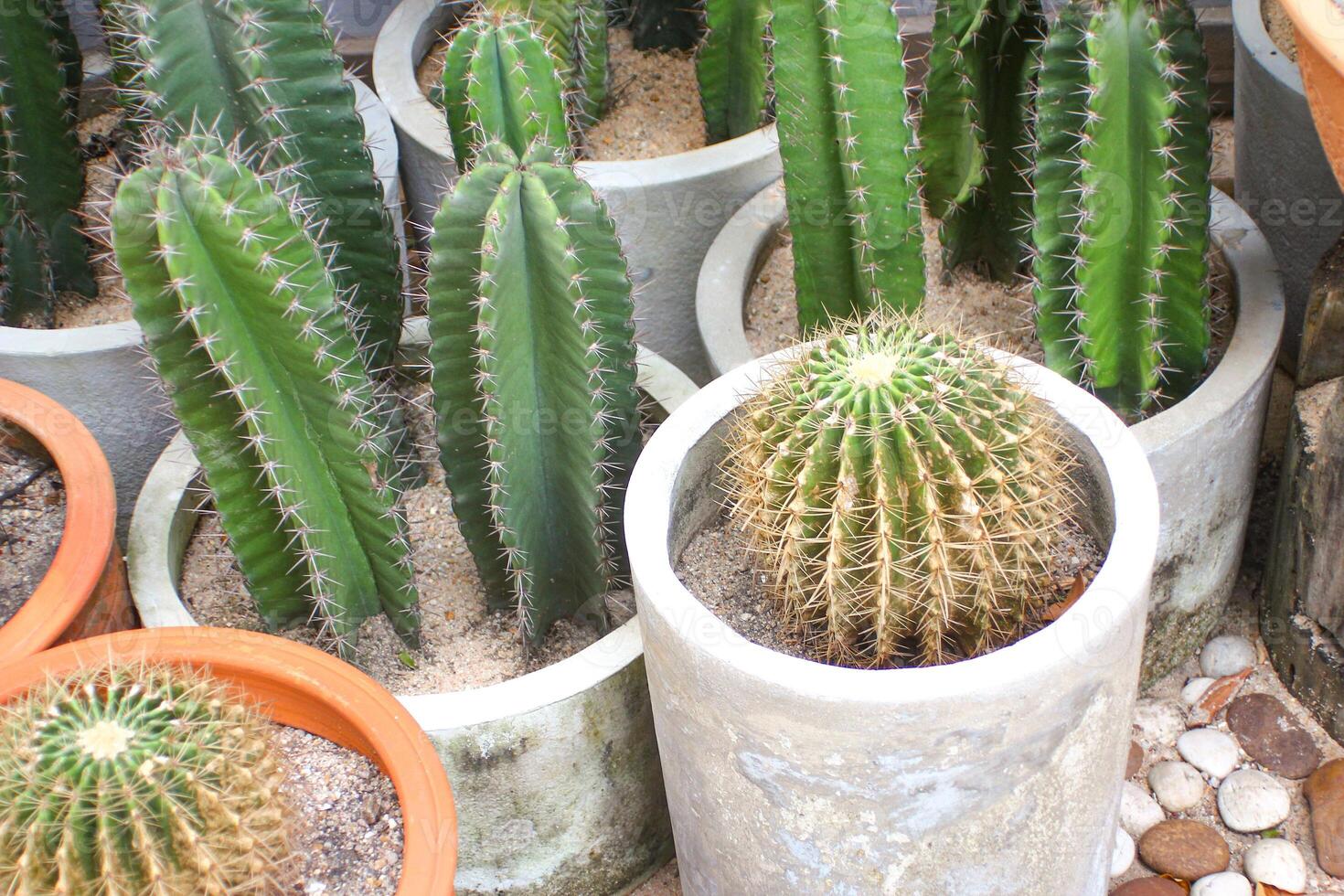 cacto dentro a pote, cacto dentro a pote, cacto dentro a Panela foto