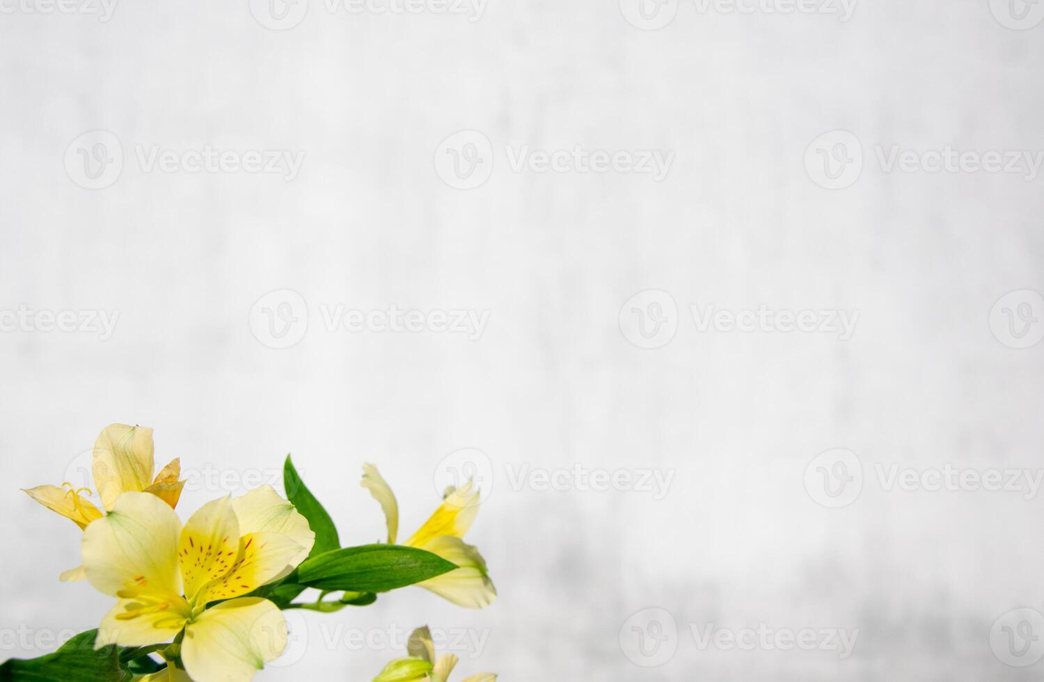 amarelo delicado alstroemeria flor em uma branco borrado fundo. foto