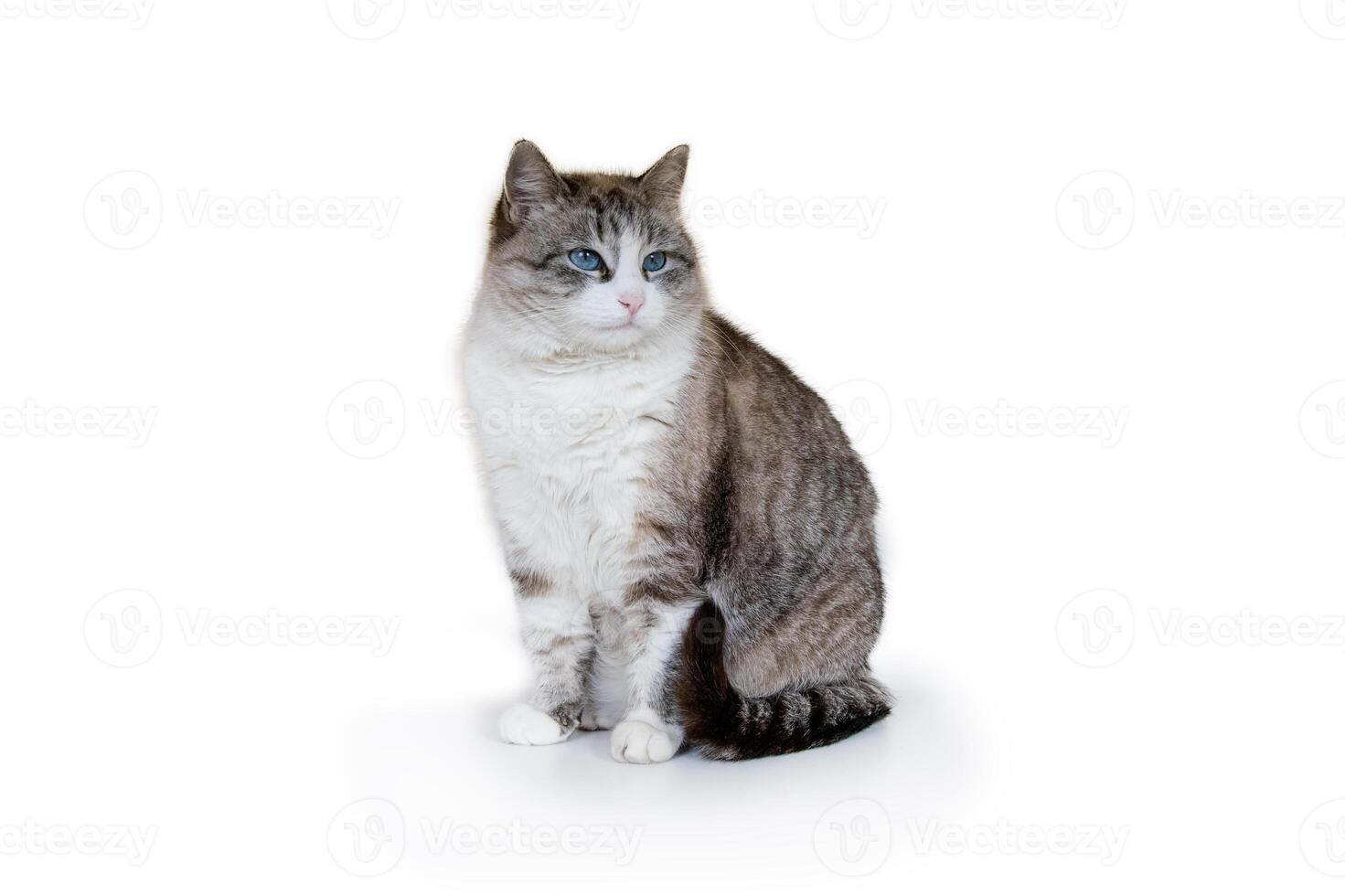 foca malhado ponto gato. fofo fêmea isolado em branco fundo. foto