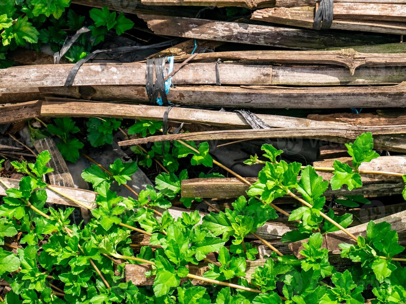 seco bambu, a antigo frango coop é jogado dentro a arbustos foto