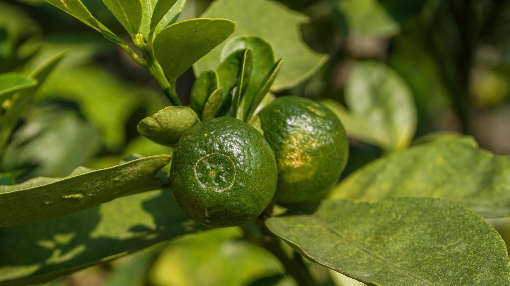 verde laranja fruta em a árvore foto