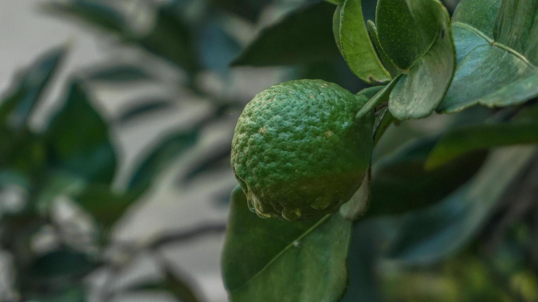 verde laranja fruta em a árvore foto