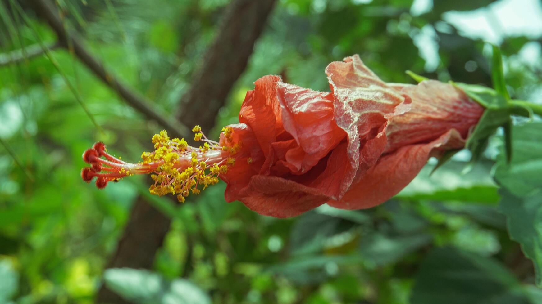 isto flor é chamado a vermelho hibisco flor, lindo foto
