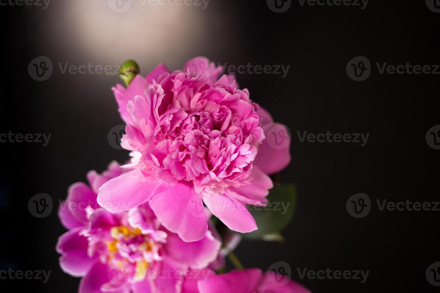 lindo fresco Rosa peônias em Preto fundo foto