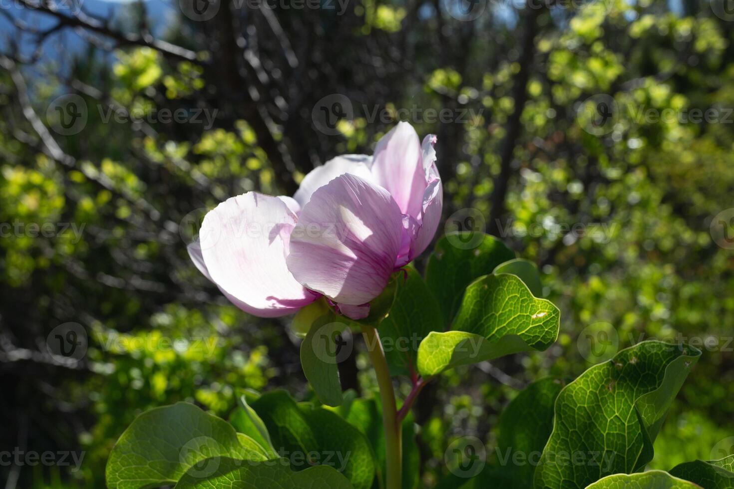 Rosa fresco lindo selvagem peônia cercado de brilhante vegetação dentro a floresta foto