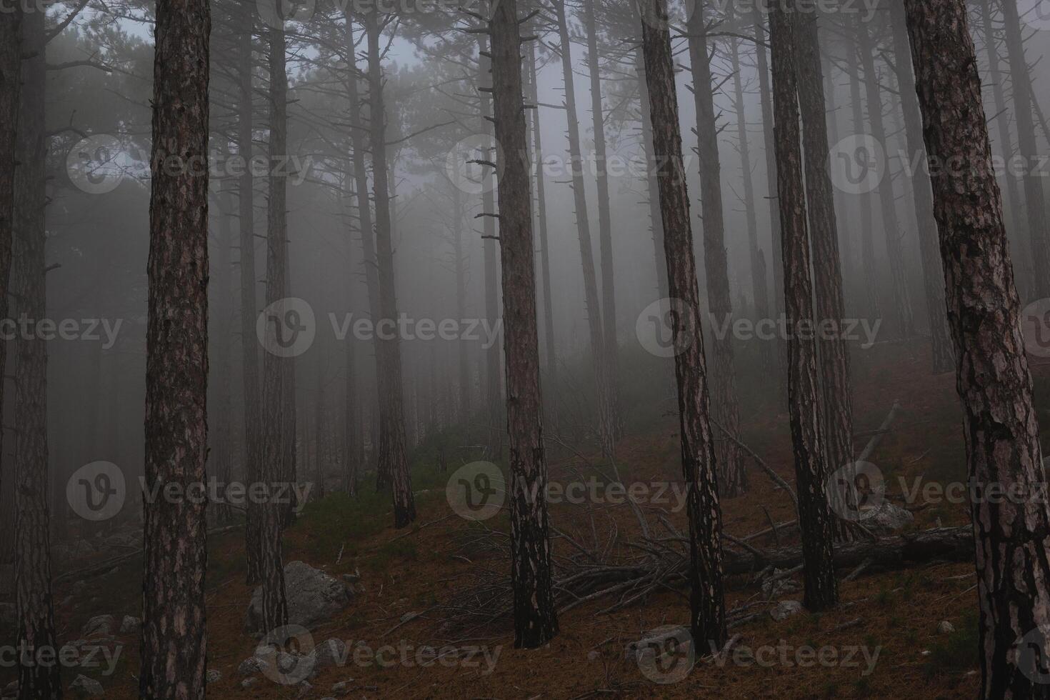 árvores dentro a nebuloso floresta. outono panorama foto