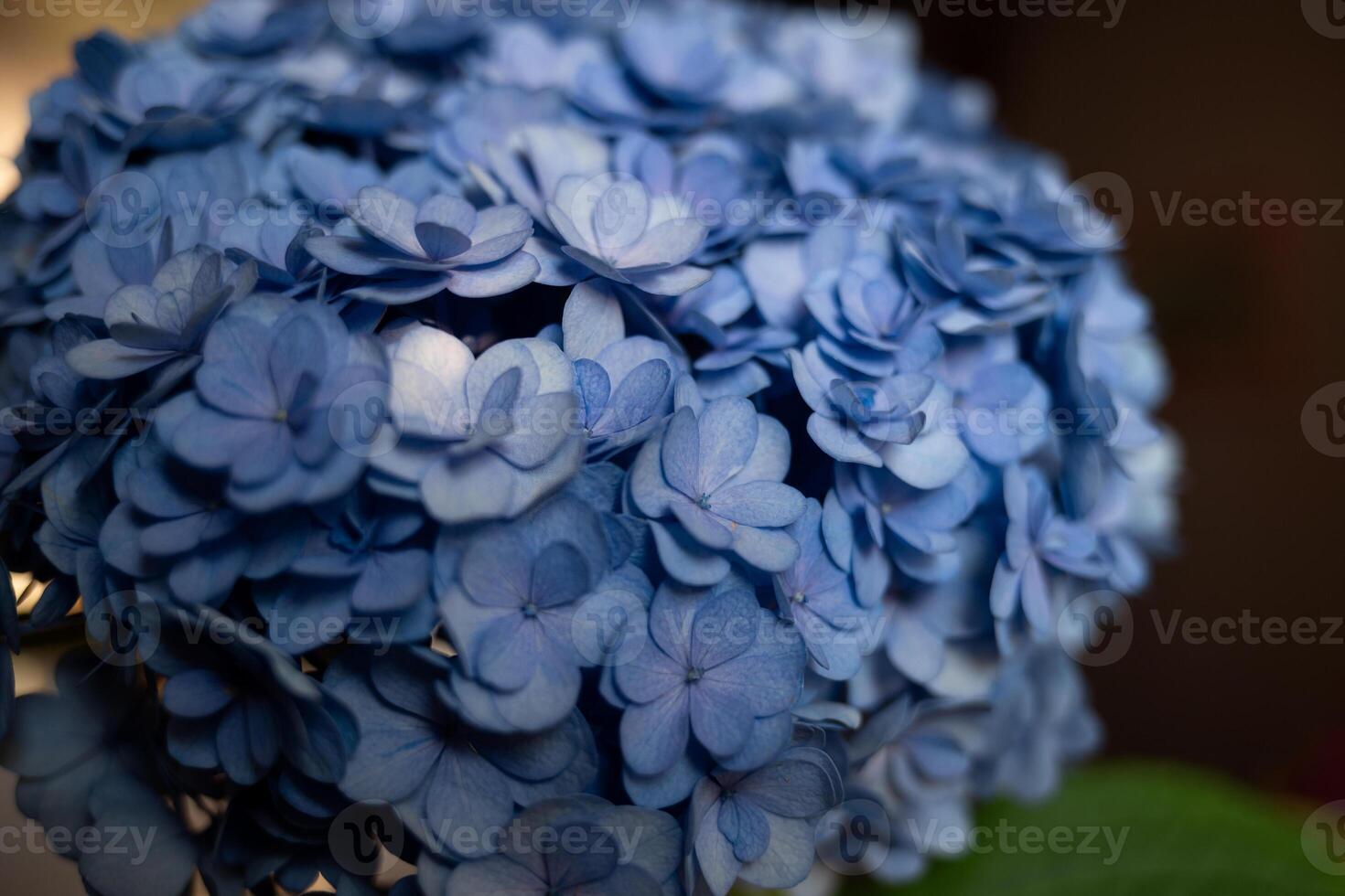 lindo fresco Primavera azul hortênsia flor. fechar-se tiro foto