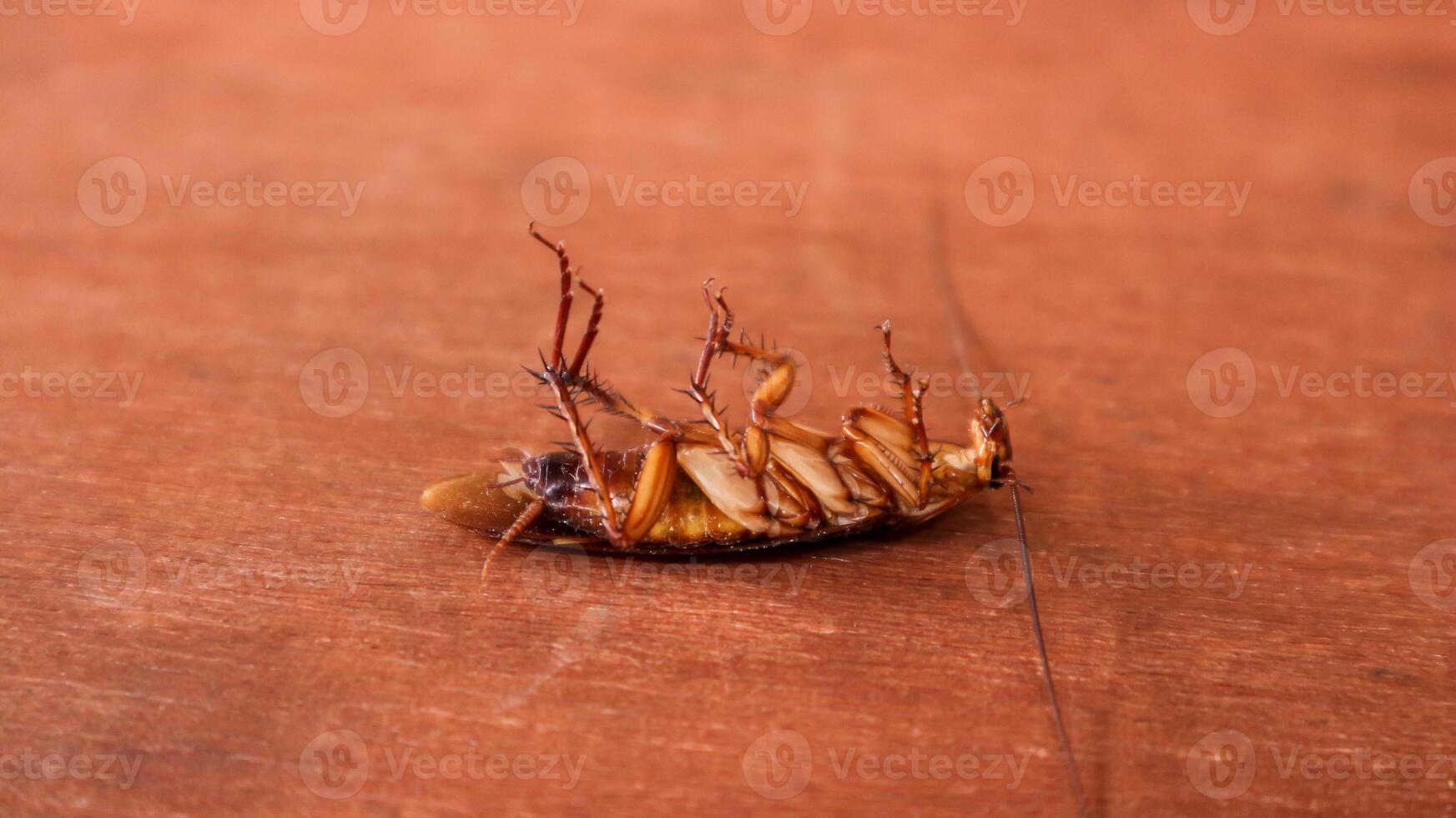 fechado Boa condição morto barata permanece mentira em isto costas isolado em branco fundo. foto