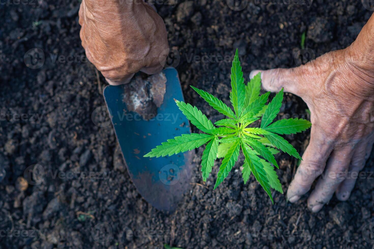 fechar acima do agricultor mãos segurando uma cannabis plantar. espaço para texto. Fazenda maconha plantação conceito foto