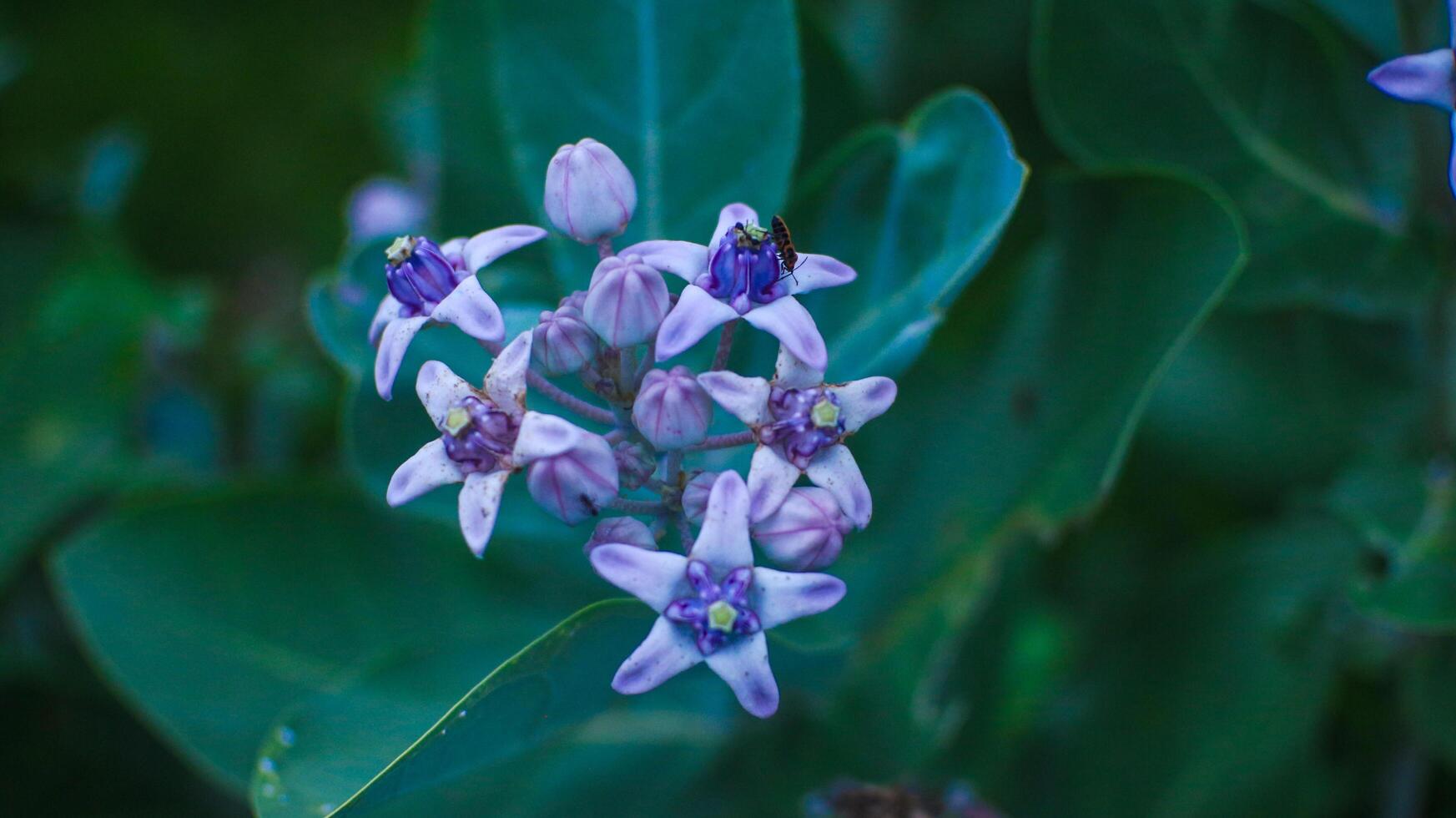 azul flores ter Largo folhas foto