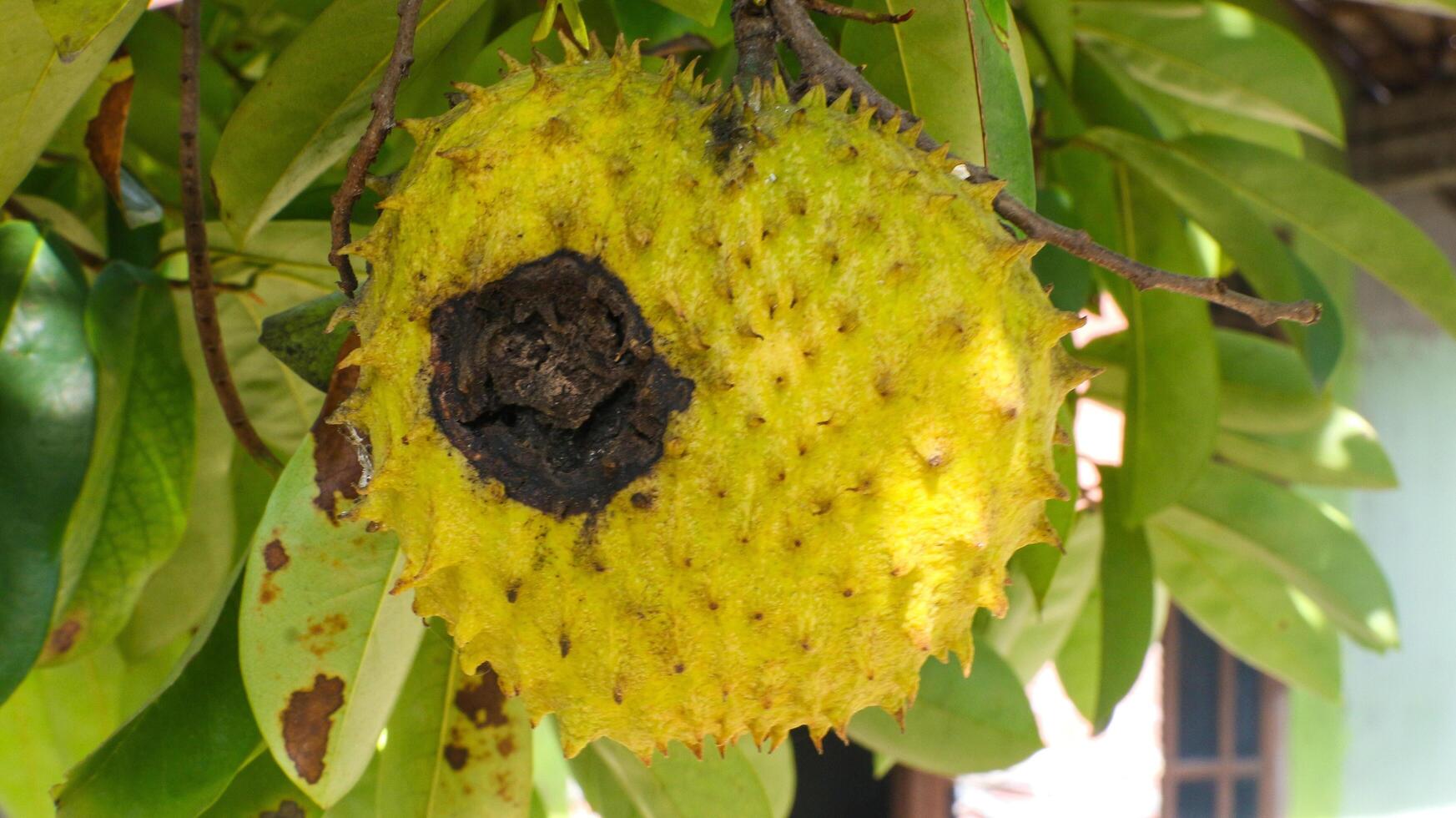 apodrecendo graviola fruta em uma árvore foto