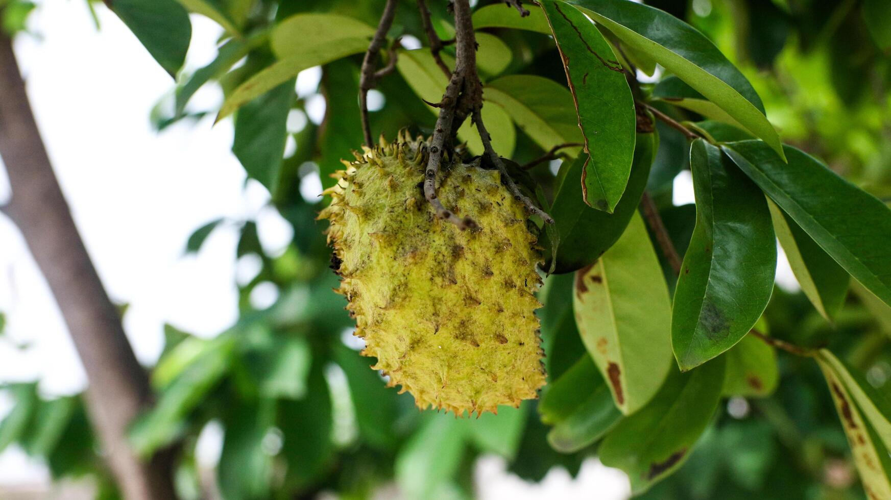 graviola fruta este tem virou amarelo em a árvore foto