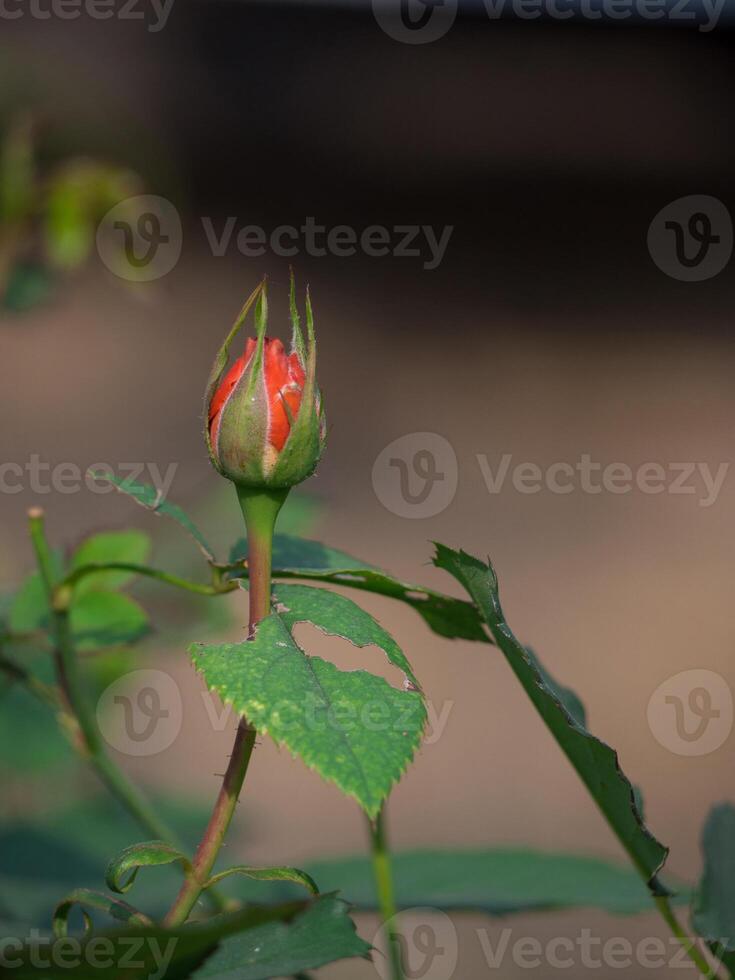 miniatura vermelho rosa flor dentro a jardim. foto