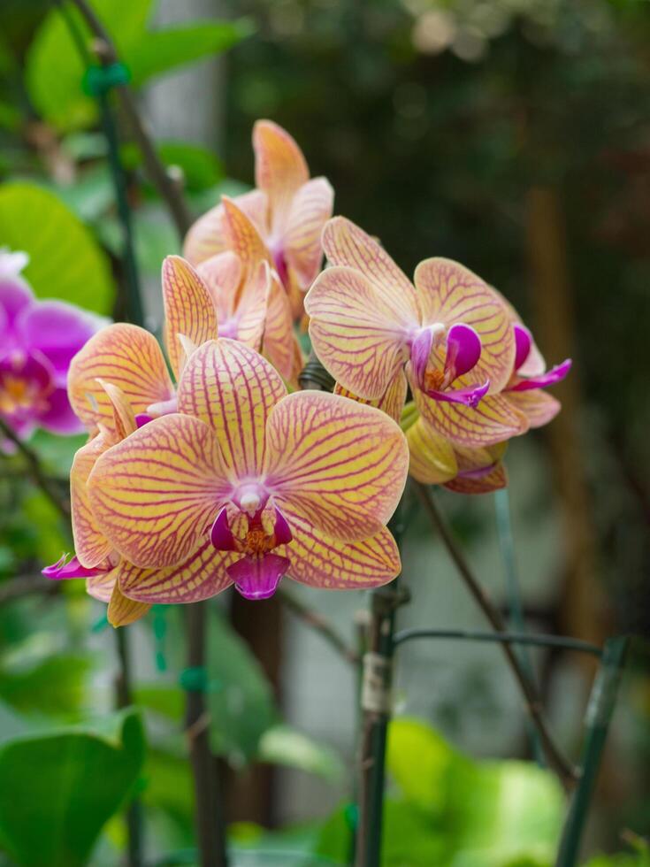 fechar-se do lindo luz laranja orquídeas estão florescendo dentro a jardim foto