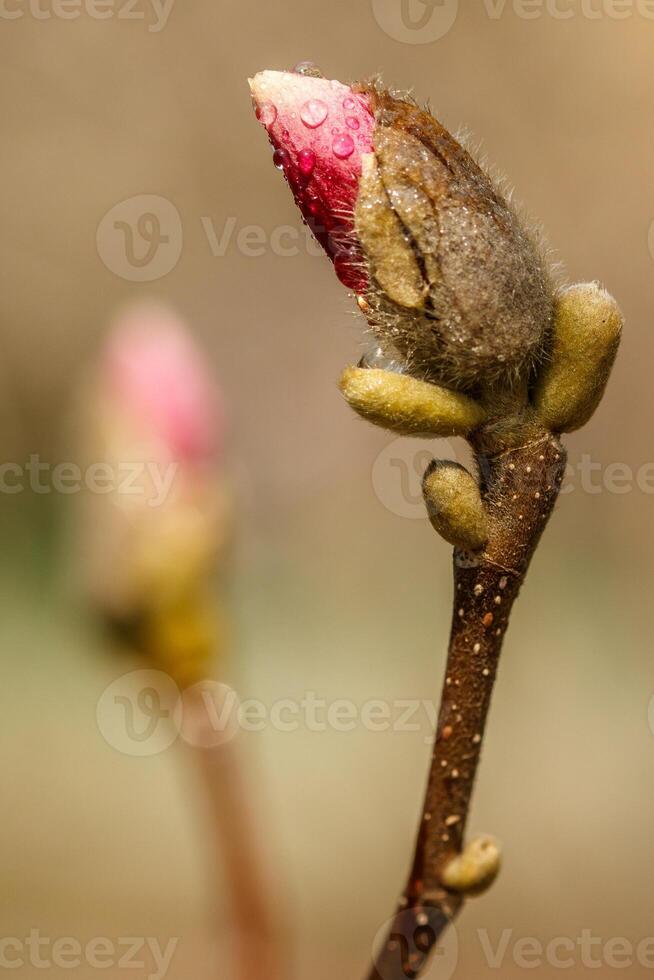 lindo magnólia flores com água gotas foto