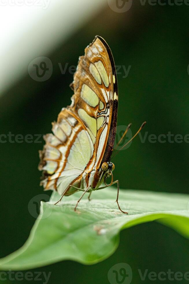 macro lindo borboleta siproeta estelenes foto