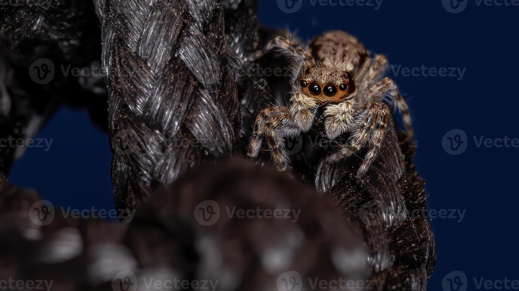 aranha saltadora de parede cinza foto