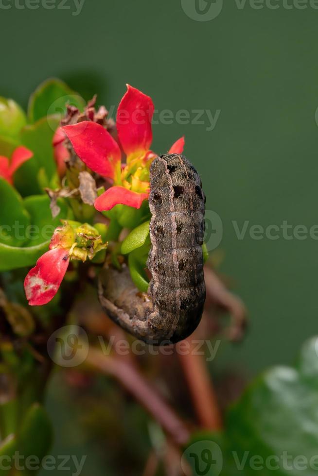 lagarta comendo uma flor vermelha foto