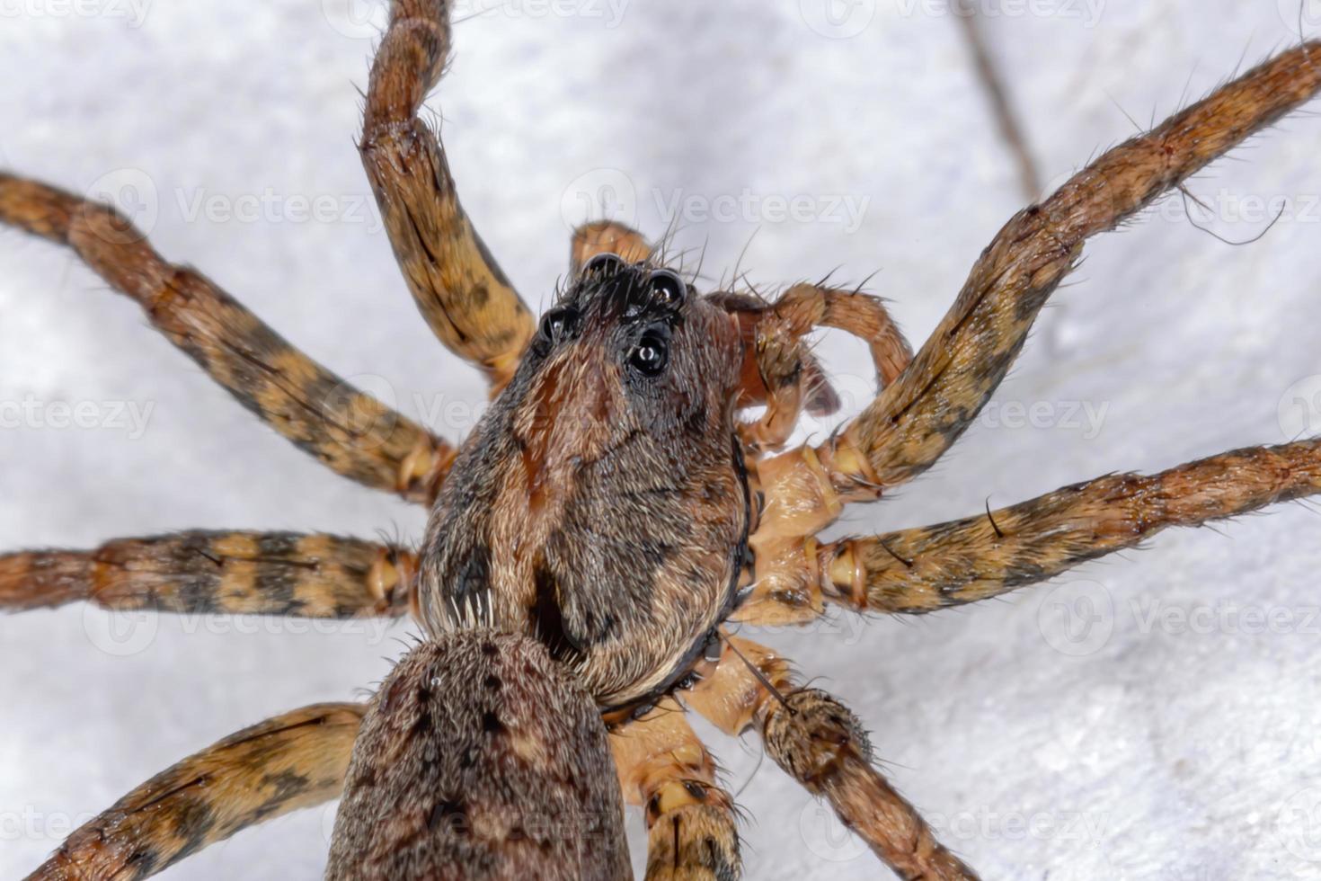 aranha lobo adulta foto