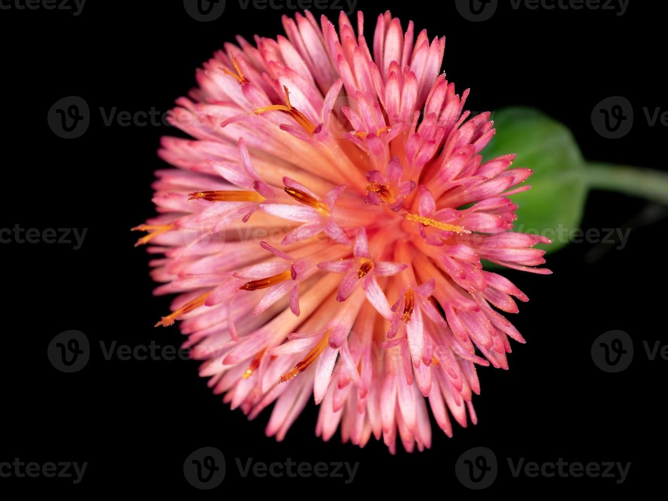 Tasselflower vermelha em macro view foto