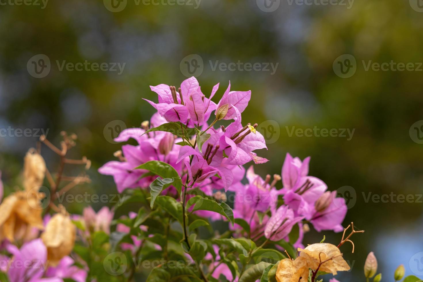 flores de plantas ornamentais foto