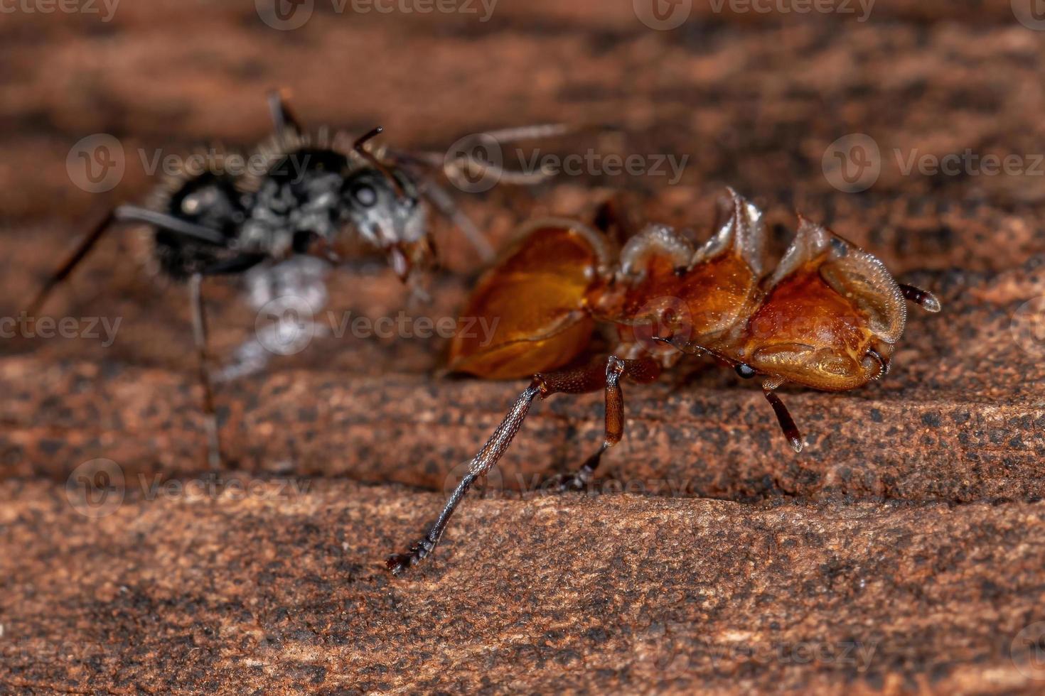 formiga tartaruga amarela adulta foto