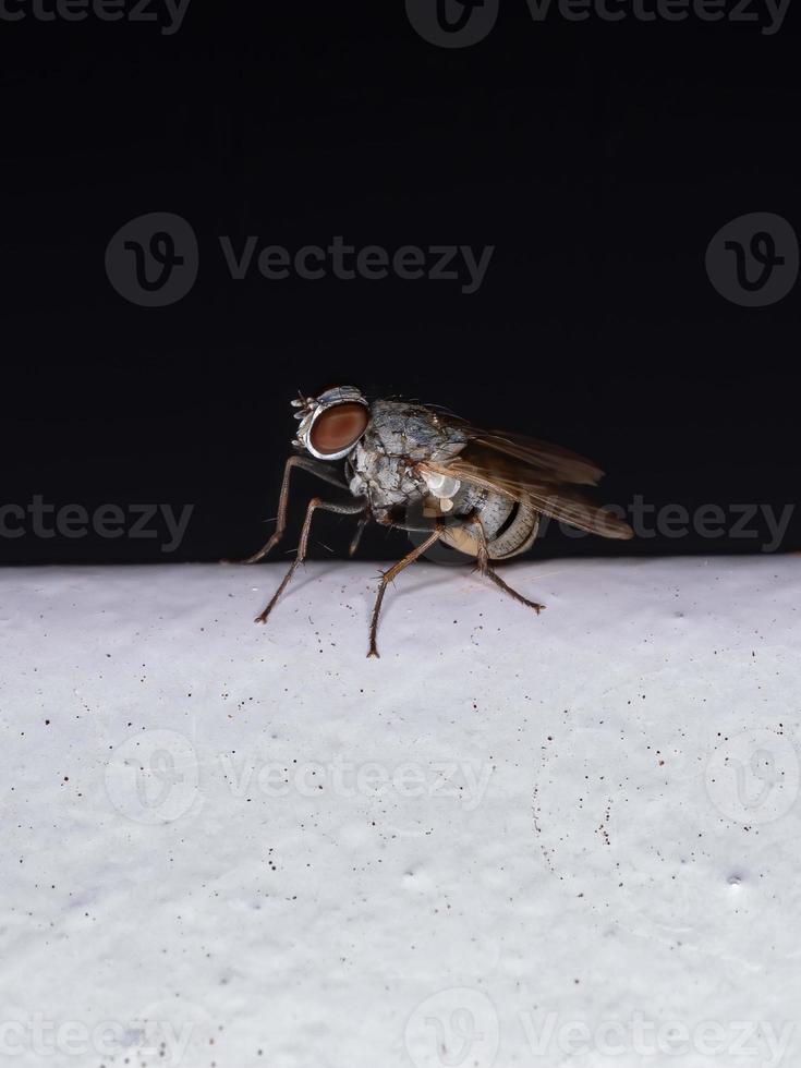 mosca doméstica cinza foto