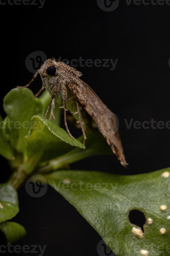 adulto gráfico owlet mariposa em uma beldroega comum foto