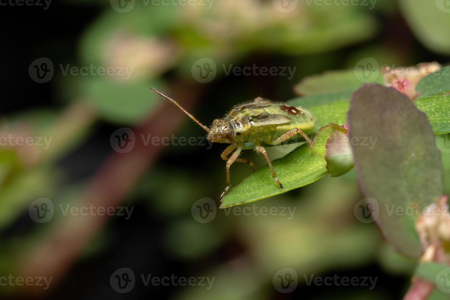 ninfa de inseto de planta sem cheiro foto