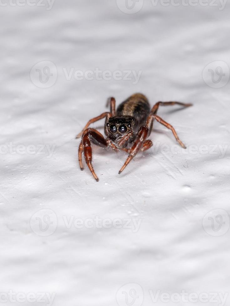 pequena aranha saltadora foto